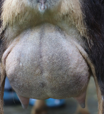 zinfandel udder